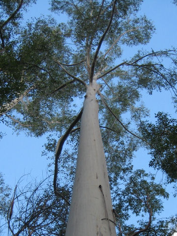 Eucalyptus grandis