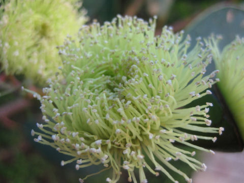 Eucalyptus grandis