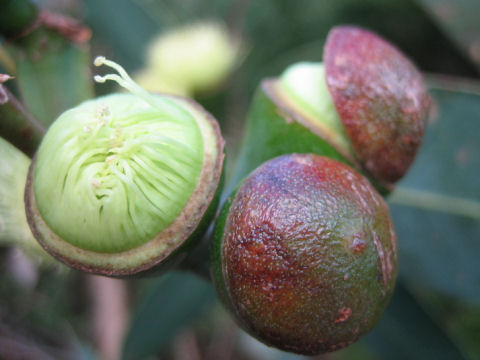 Eucalyptus grandis