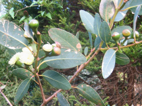 Eucalyptus grandis