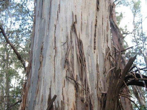 Eucalyptus grandis