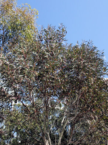 Eucalyptus gregsoniana