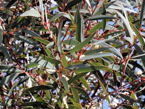 Eucalyptus gregsoniana