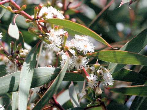 Eucalyptus gregsoniana