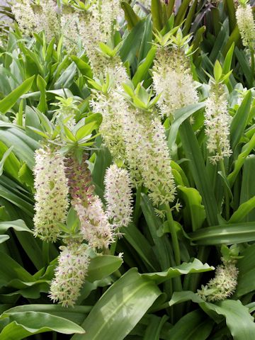 Eucomis sp.