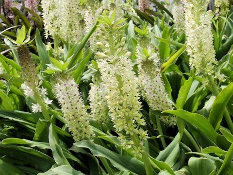 Eucomis sp.