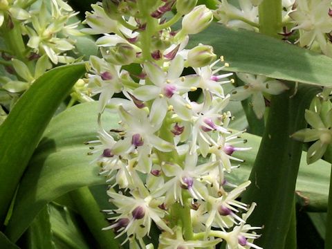 Eucomis sp.