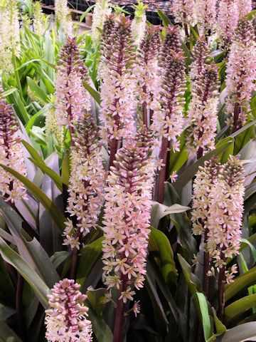 Eucomis sp.