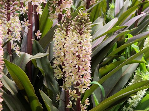 Eucomis sp.