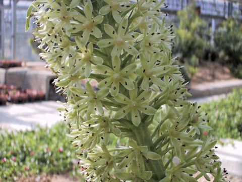 Eucomis sp.