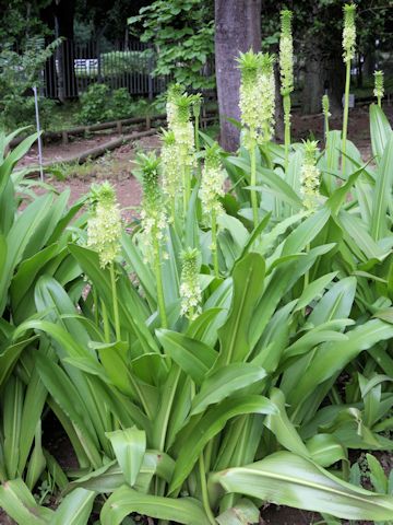 Eucomis sp.