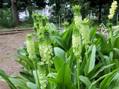 Eucomis sp.