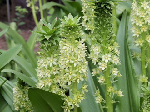 Eucomis sp.