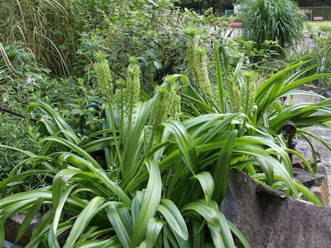 Eucomis sp.