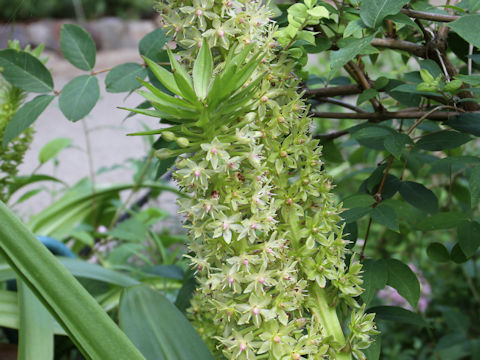 Eucomis sp.