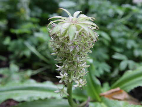 Eucomis sp.