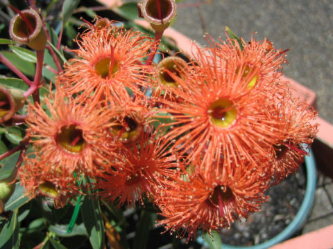 Eucalyptus cv. Orange Splendour