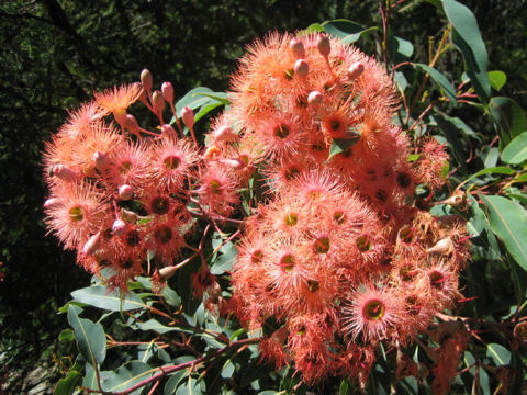 Eucalyptus cv. Orange Splendour