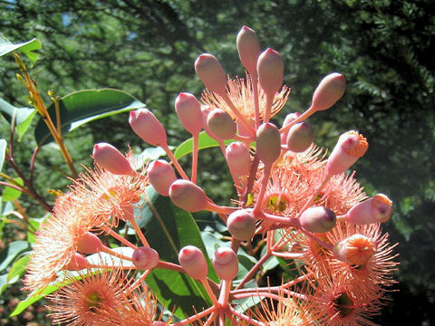 Eucalyptus cv. Orange Splendour