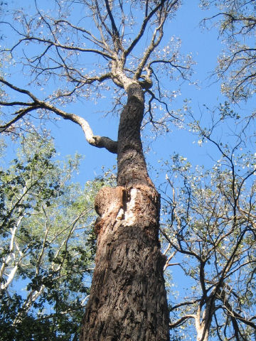 Eucalyptus pellita