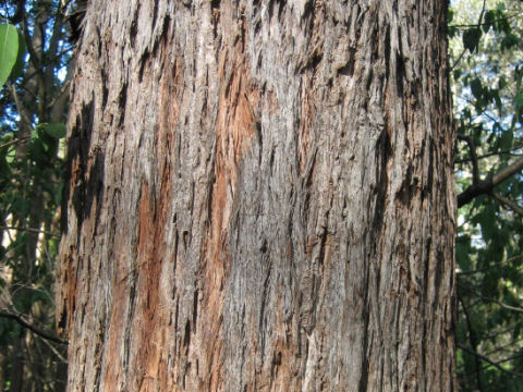 Eucalyptus pellita