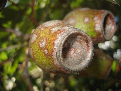 Eucalyptus planchoniana