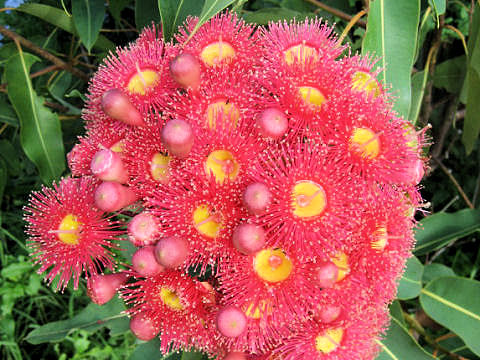 Eucalyptus cv. Summer Red