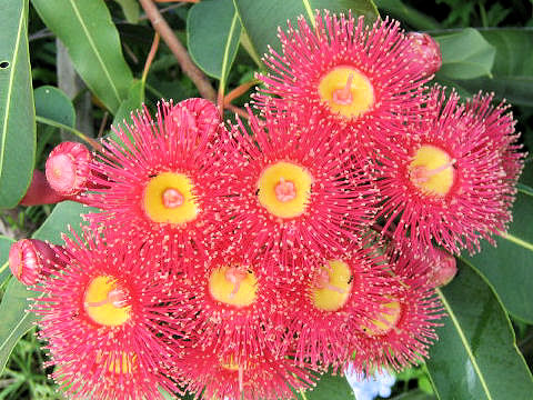 Eucalyptus cv. Summer Red