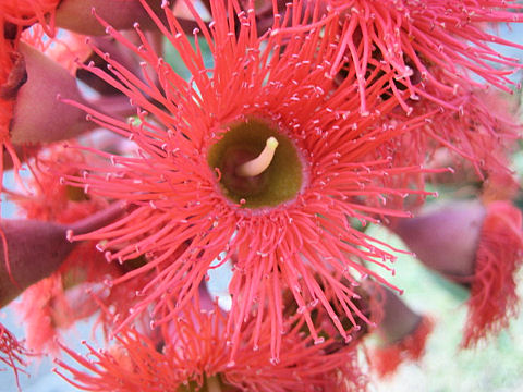 Eucalyptus cv. Summer Red