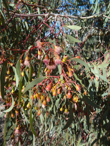 Eucalyptus cv. Summer Red