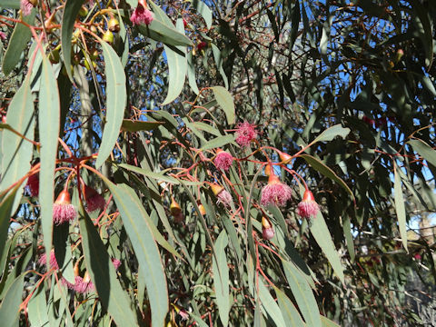 Eucalyptus cv. Summer Red