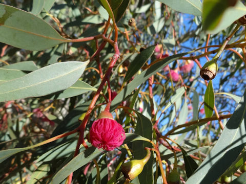 Eucalyptus cv. Summer Red