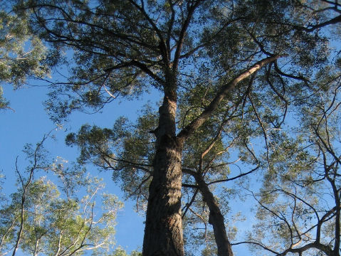 Eucalyptus tindaliae