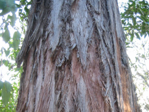 Eucalyptus tindaliae