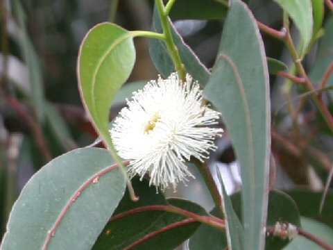 Eucalyptus viminalis