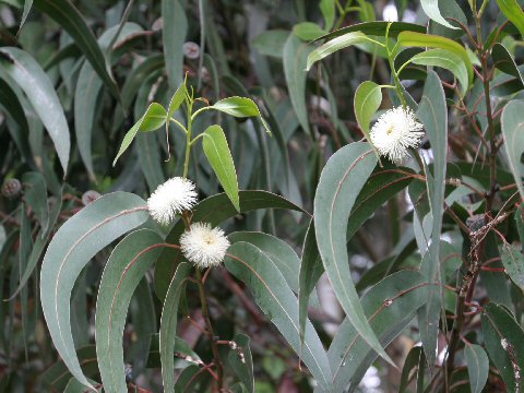 Eucalyptus viminalis