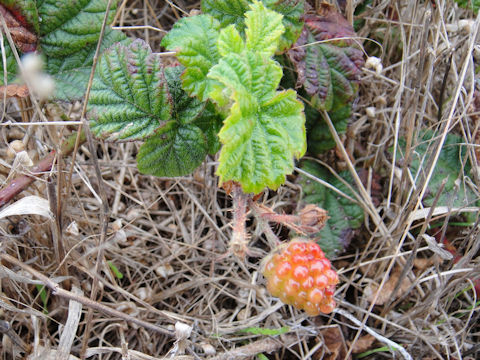 ヨーロッパキイチゴ Rubus Idaeus