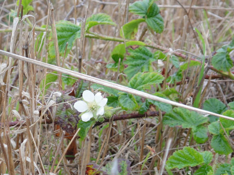 Rubus idaeus