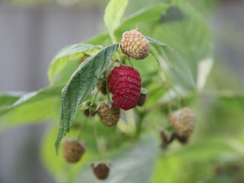 Rubus idaeus