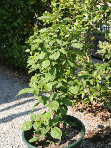 Rubus idaeus