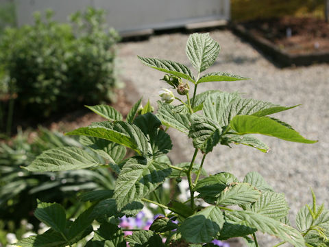 Rubus idaeus