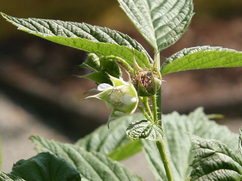 Rubus idaeus