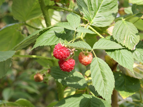 Rubus idaeus