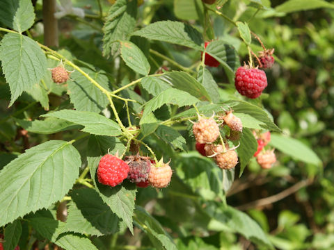 Rubus idaeus