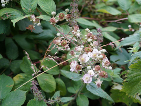 Rubus idaeus