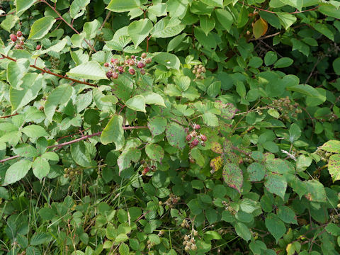 Rubus idaeus