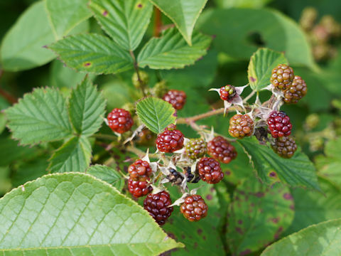 Rubus idaeus