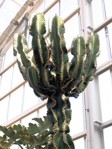 Euphorbia abyssinica