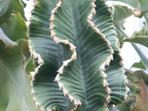 Euphorbia abyssinica