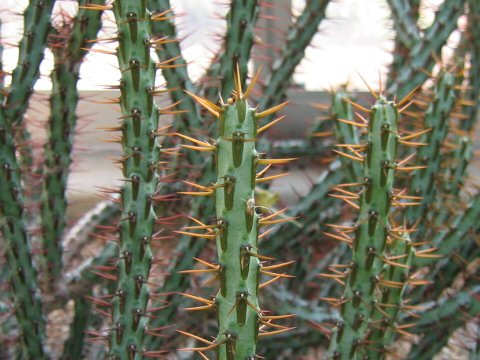 Euphorbia aeruginosa